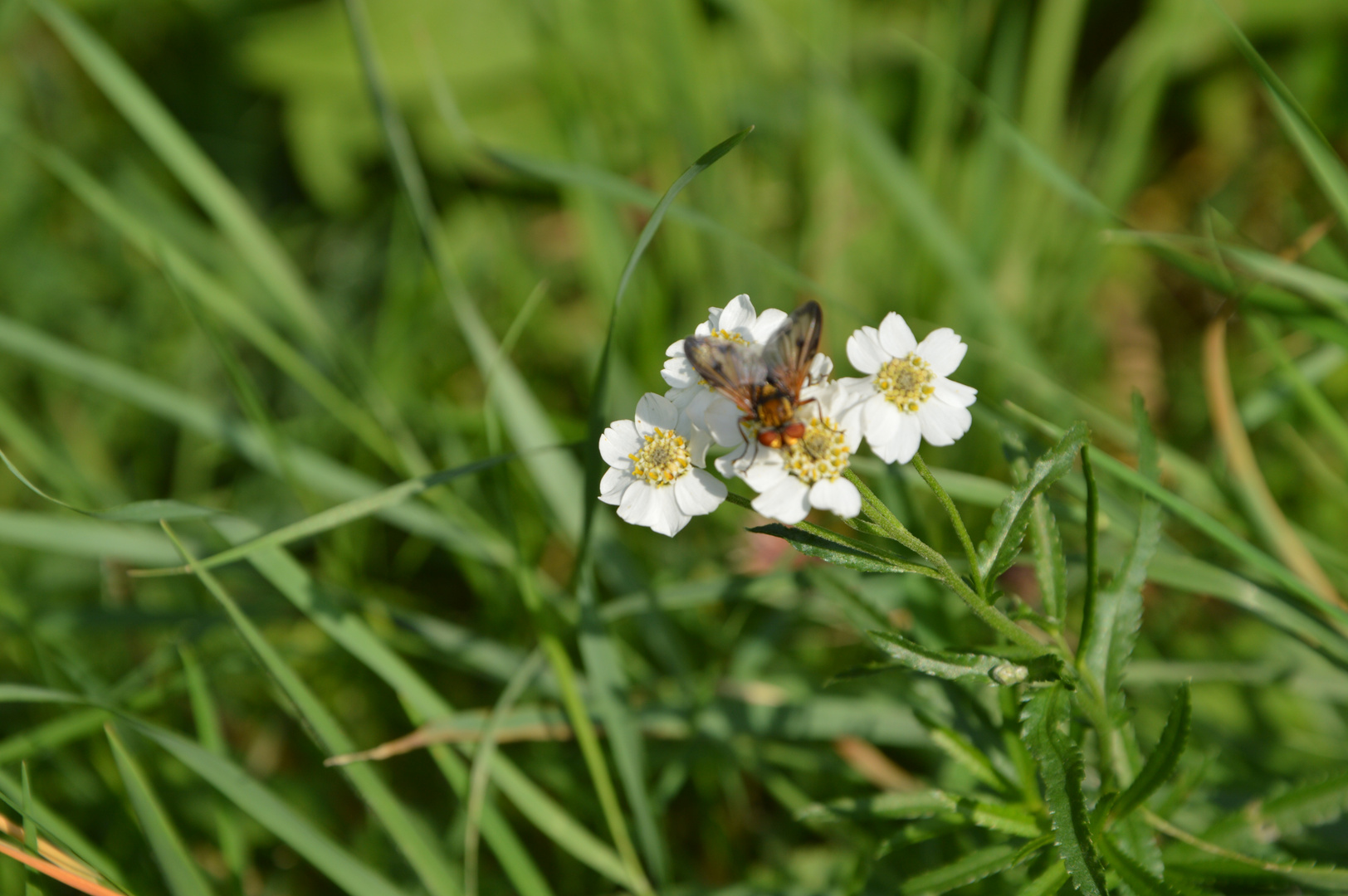 Blume mit fliege