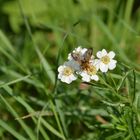 Blume mit fliege