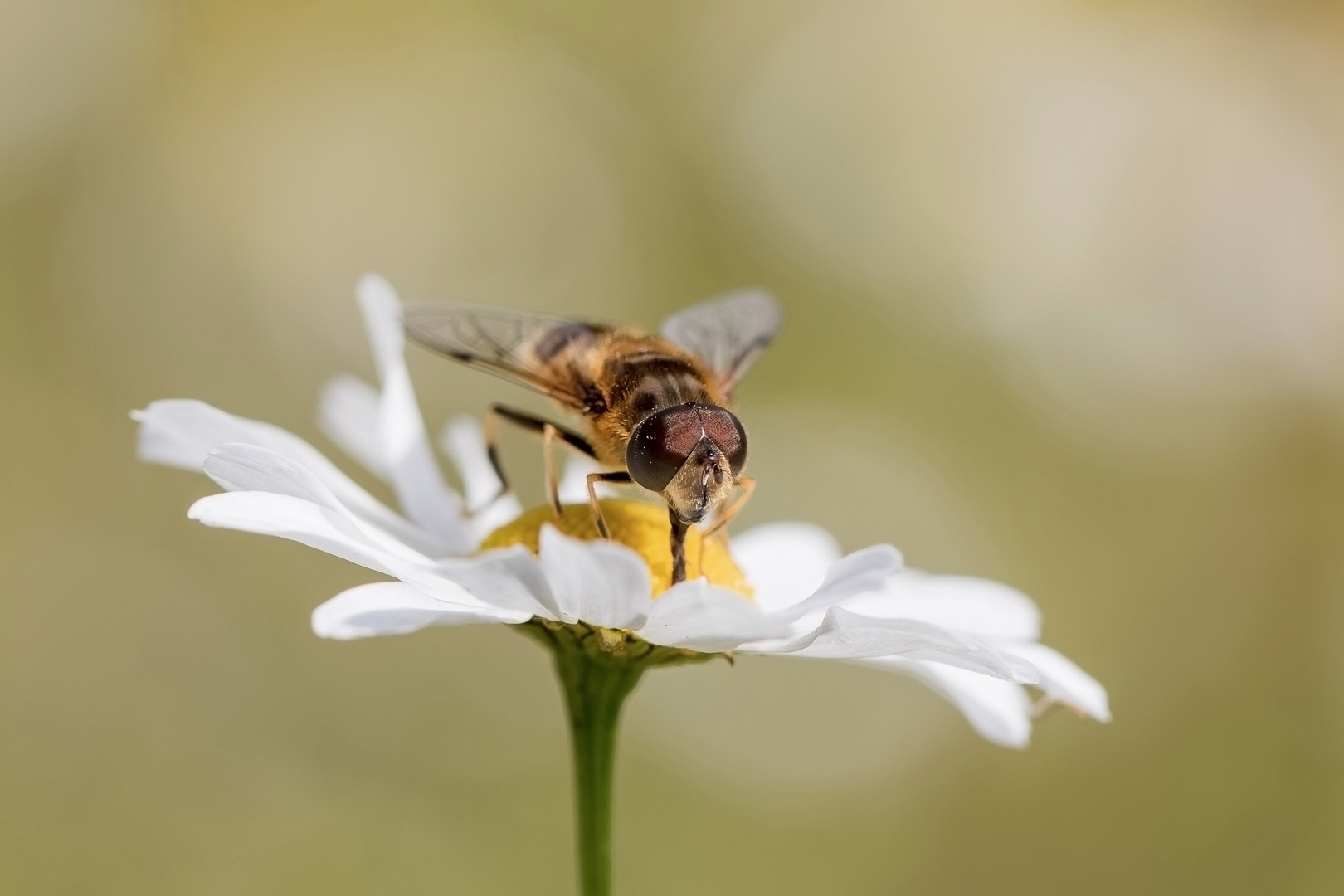 Blume mit Fliege