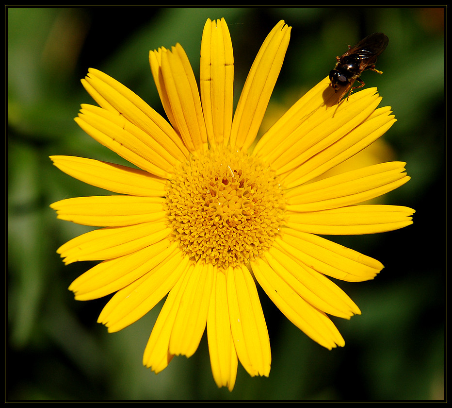 Blume mit Fliege