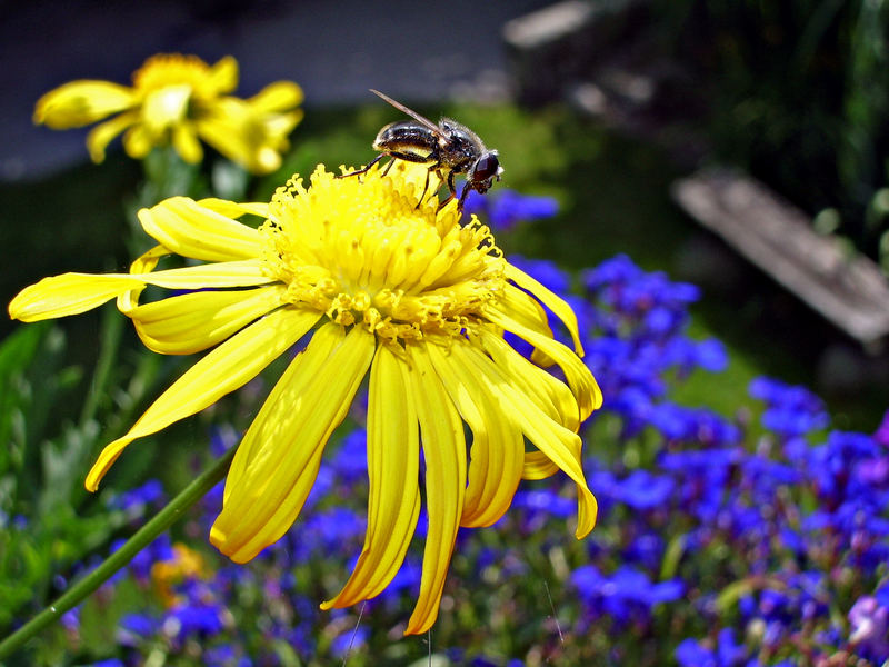 Blume mit Fliege