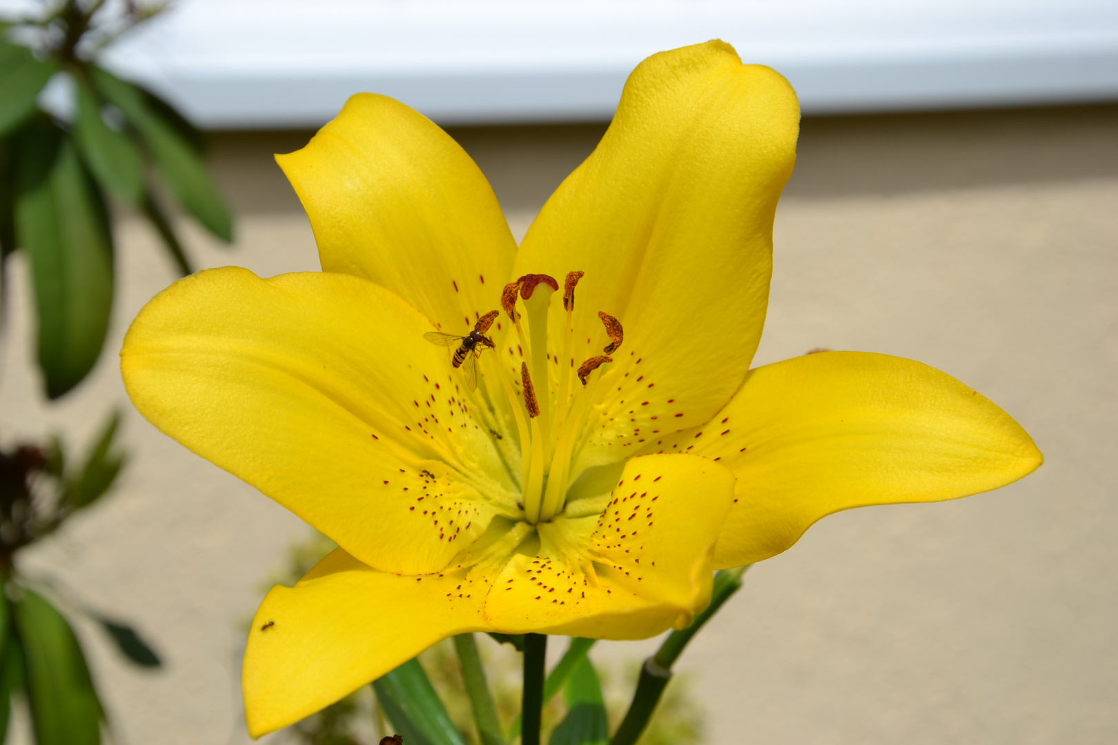 Blume mit "Fliegendingens"