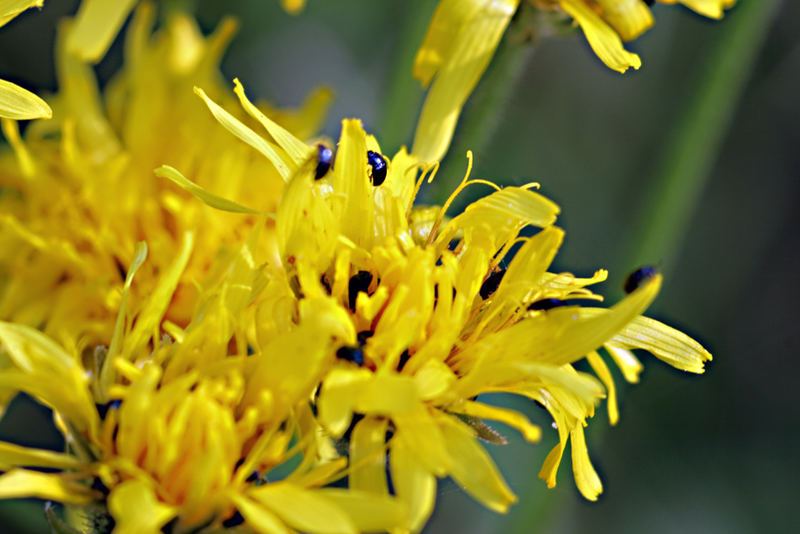 Blume mit Gästen