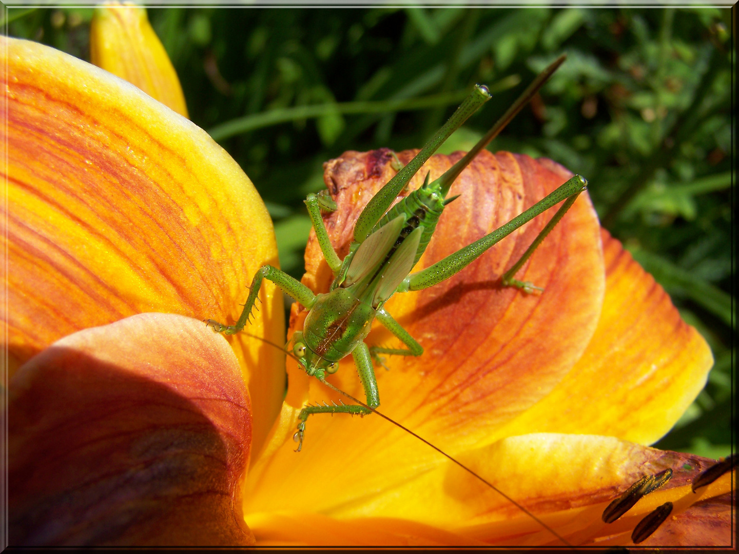 Blume mit Gast