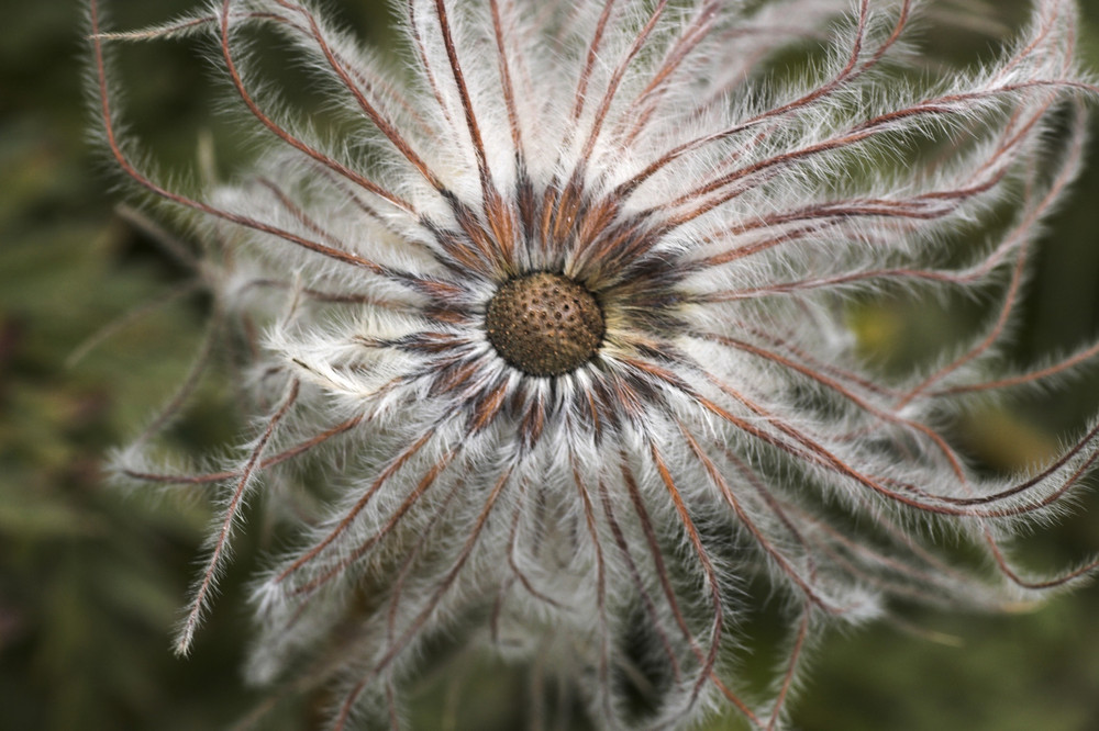 Blume mit Glatze