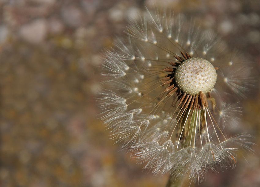 " Blume mit Glatze "