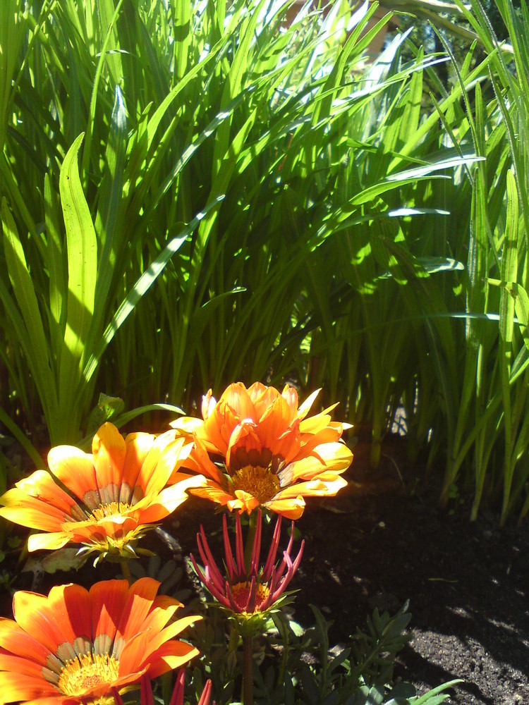 Blume mit Gras