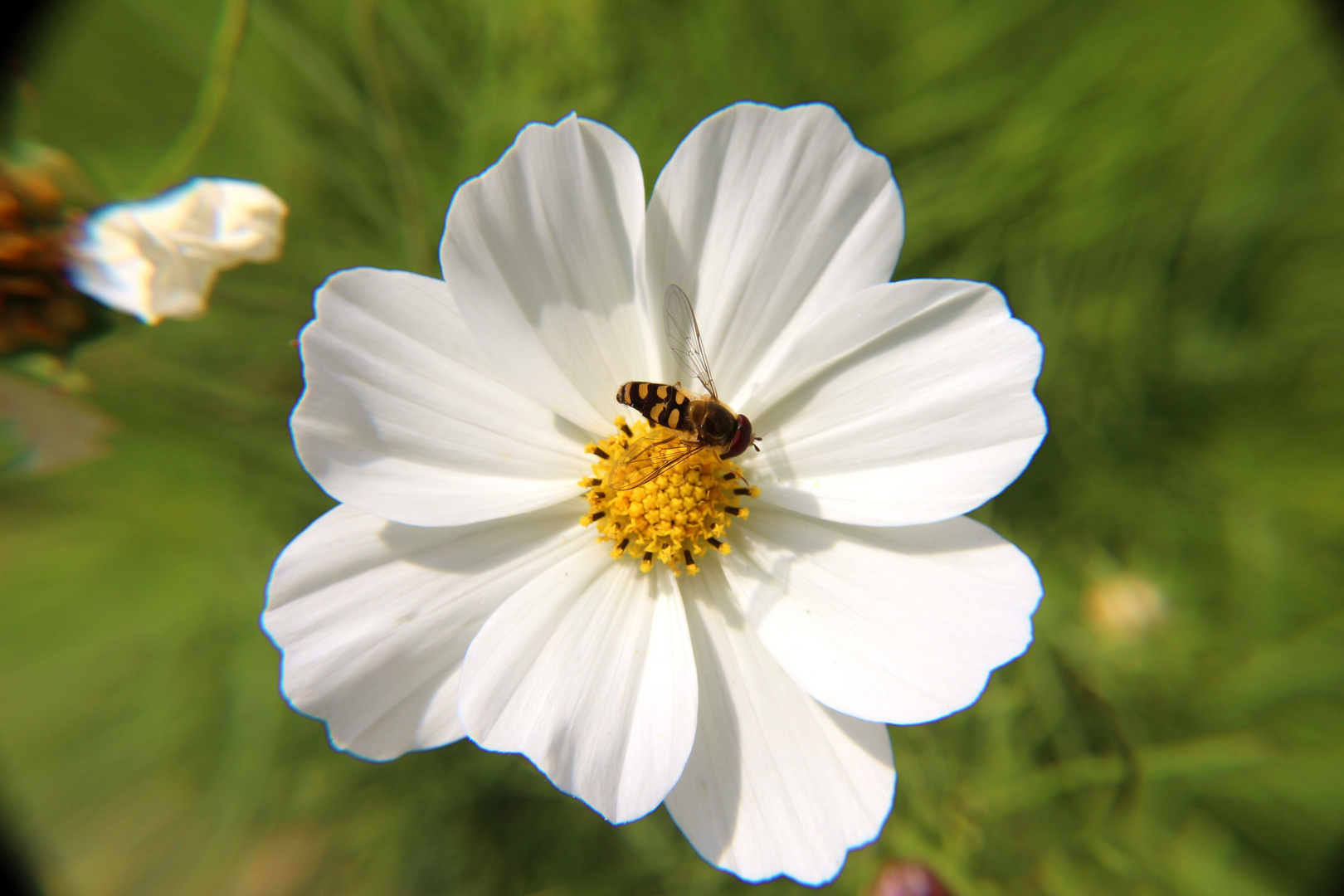 Blume mit Großstirnschwebfliege