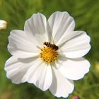 Blume mit Großstirnschwebfliege