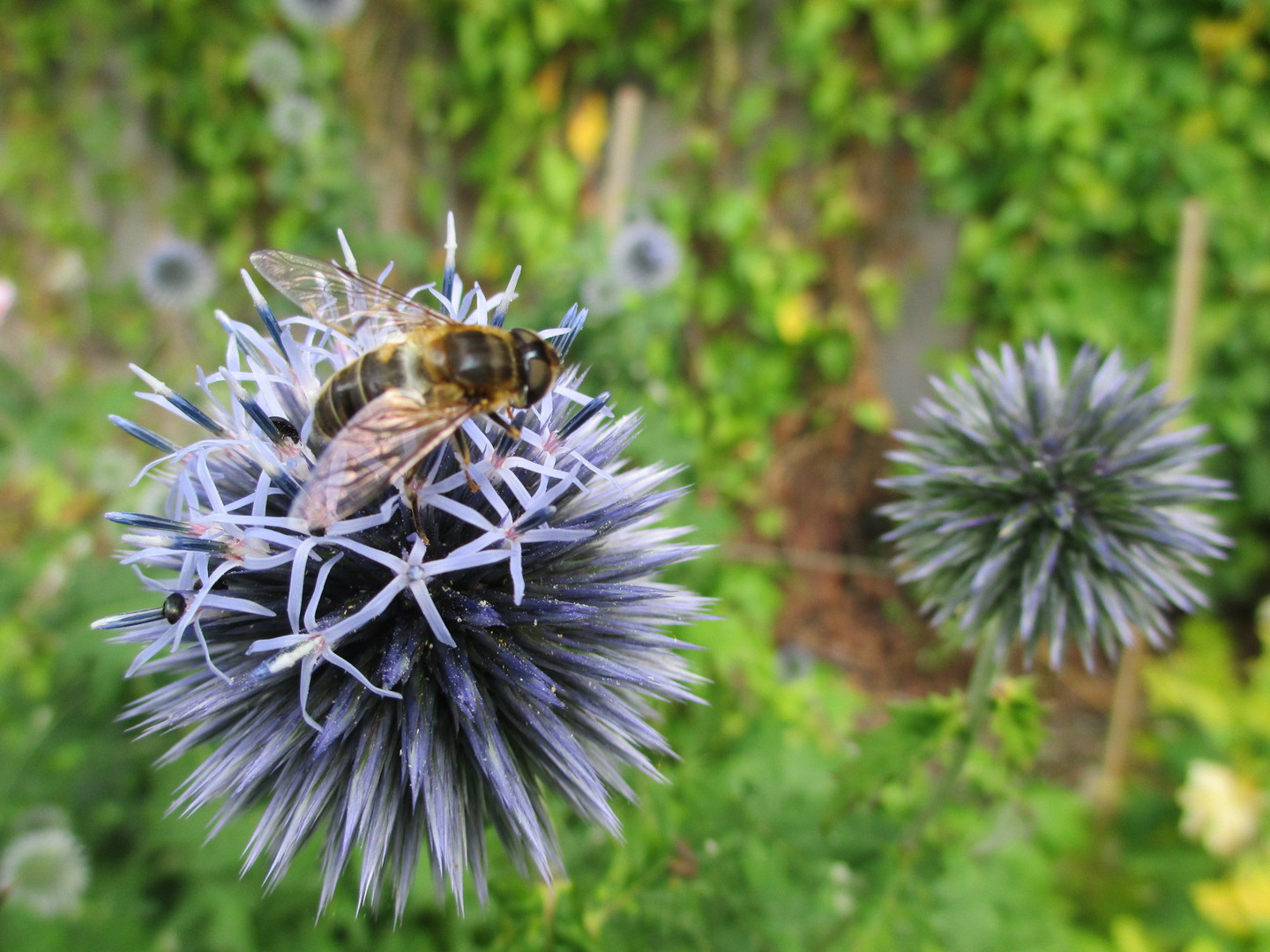 Blume mit Hautflügler