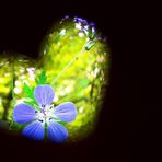 Blume mit Herz