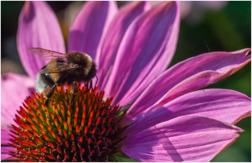 Blume mit Hummel