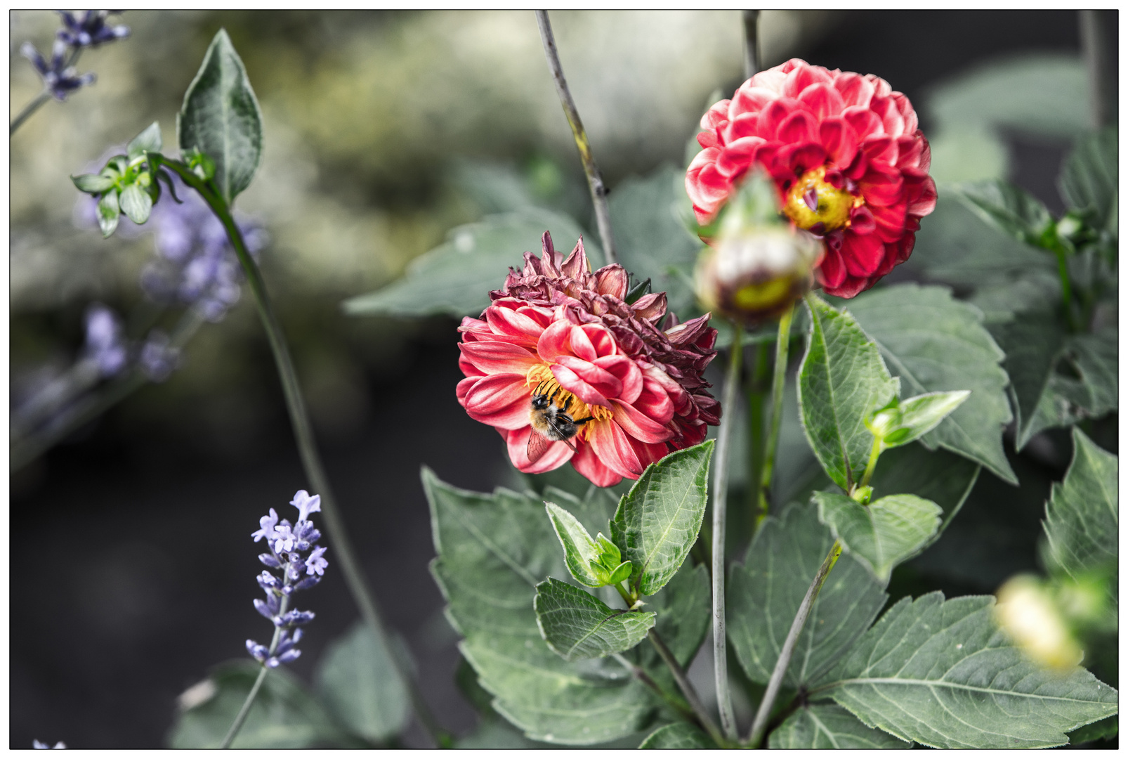 Blume mit Hummel