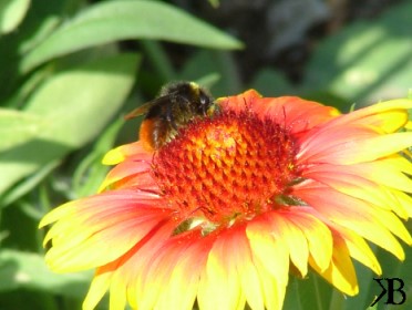 Blume mit Hummel