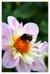 Blume mit Hummel