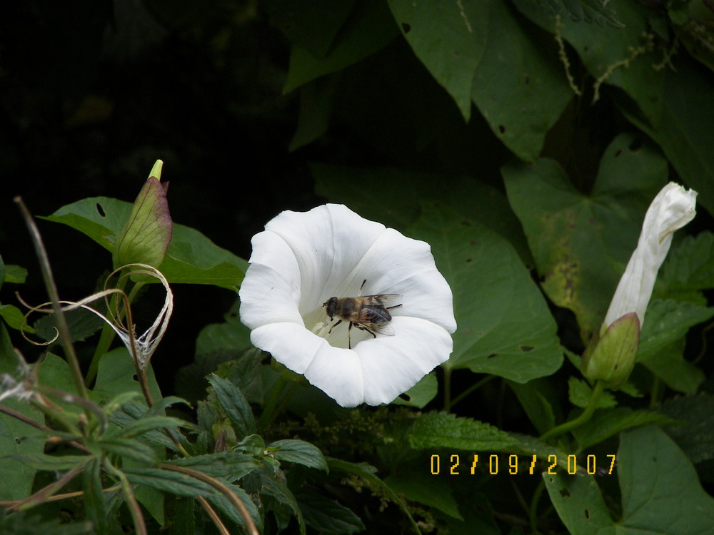 Blume mit Hummel im Spätsommer