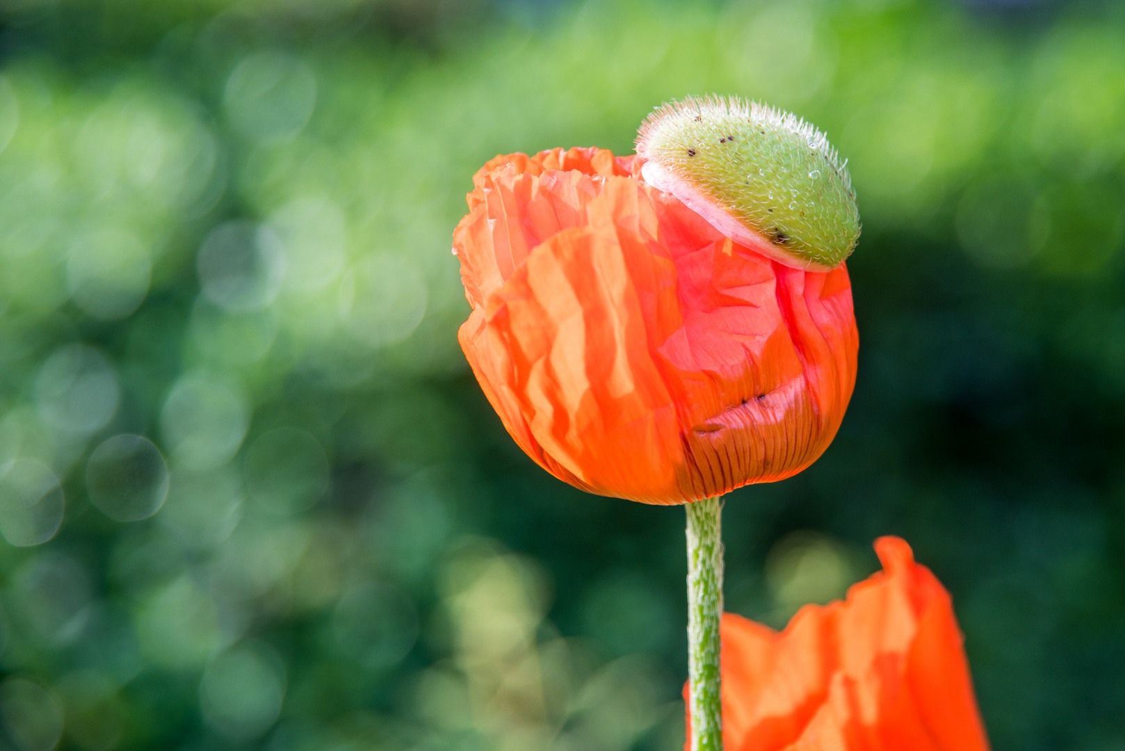 Blume mit Hut