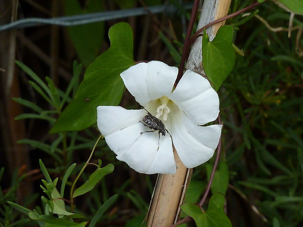 Blume mit Insekt