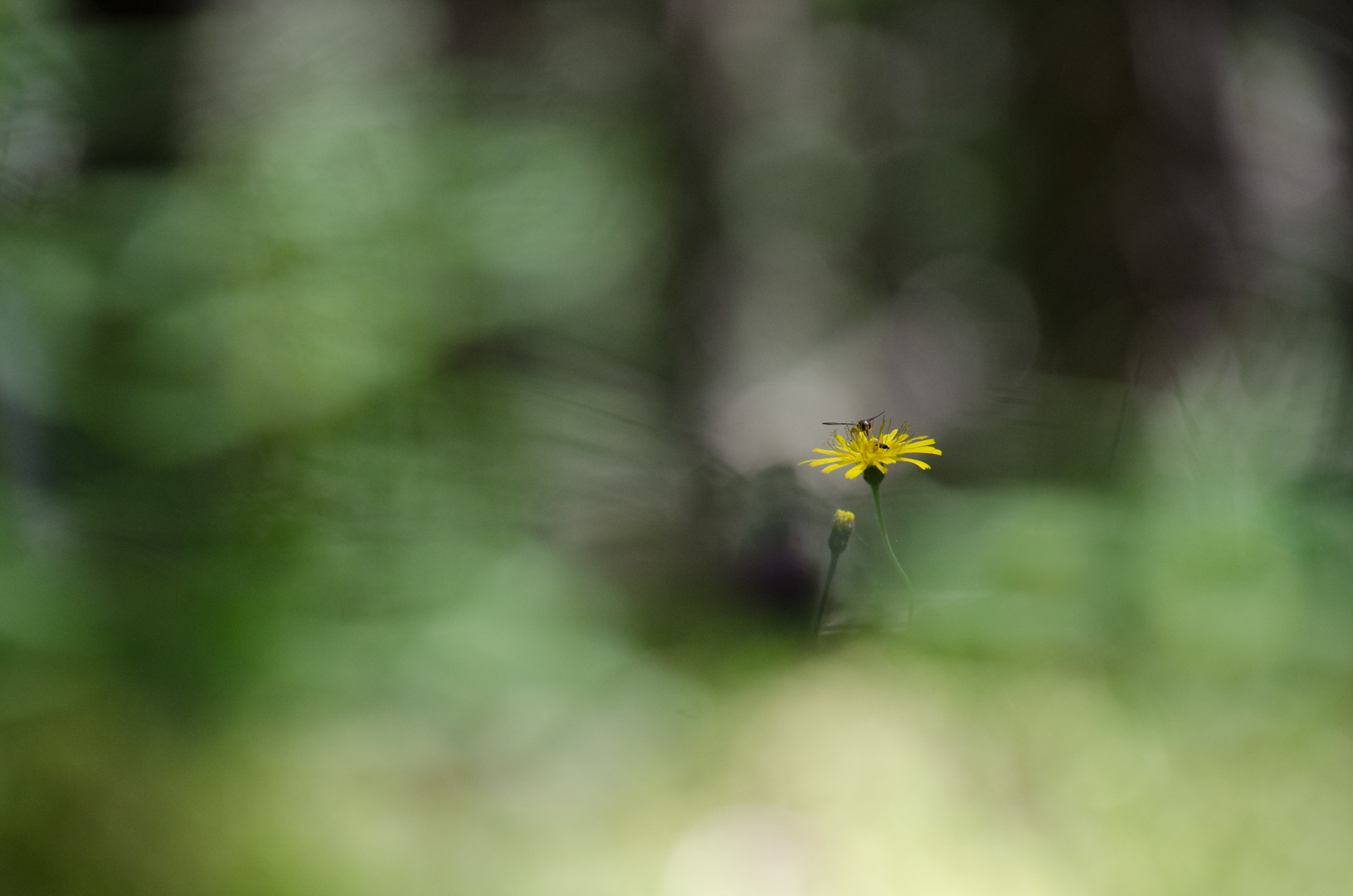 Blume mit Insekt