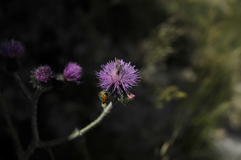 Blume mit Insekt