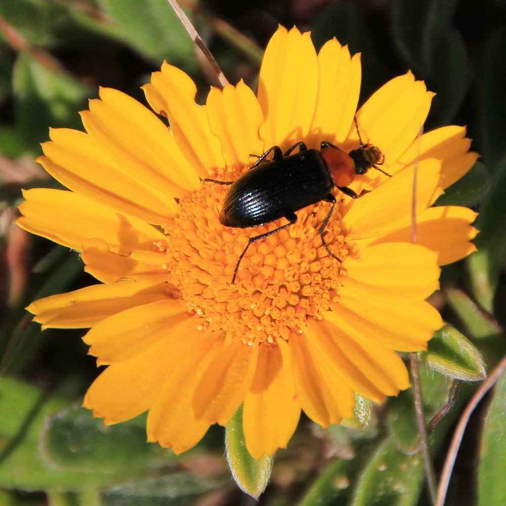 Blume mit Insekte