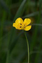 Blume mit Insekten