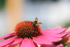 Blume mit Insekten