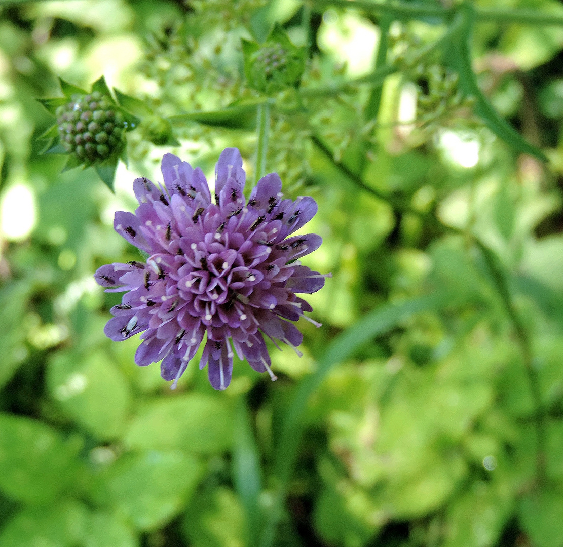 Blume mit Insekten