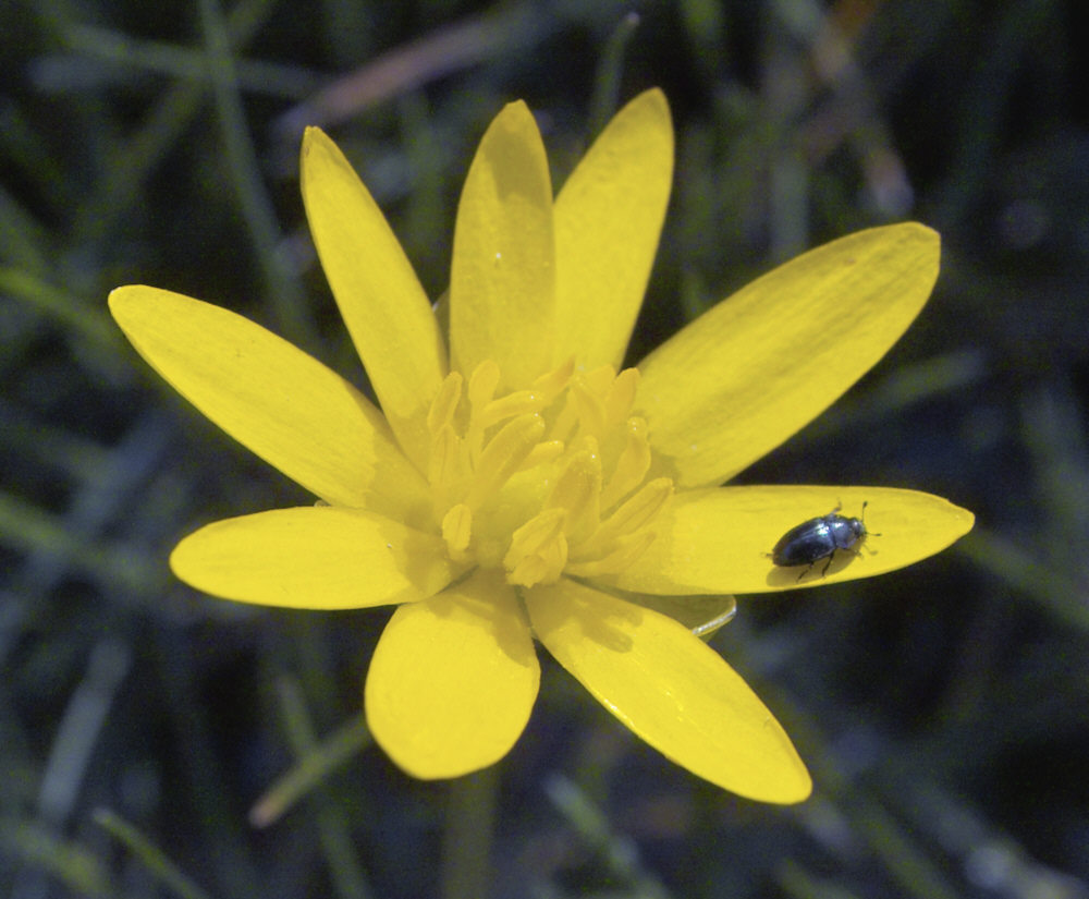 Blume mit Käfer