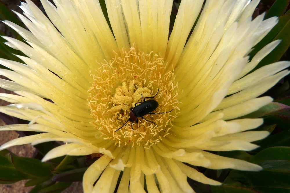 Blume mit Käfer