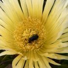 Blume mit Käfer