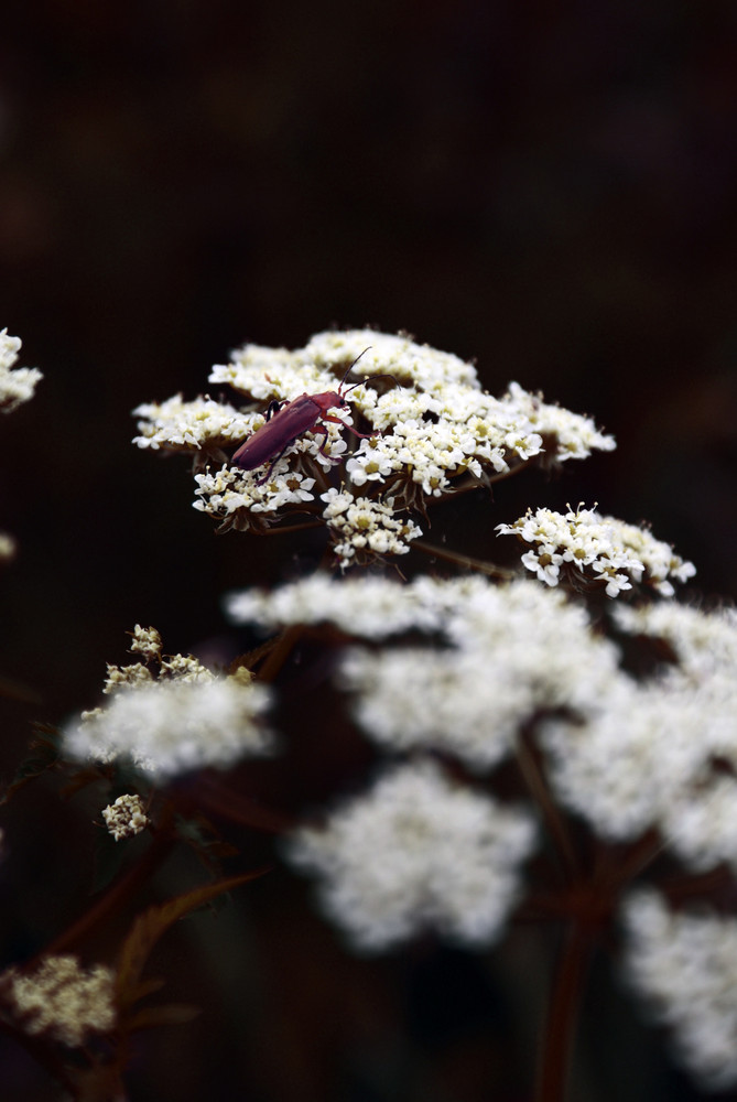 Blume mit Käfer