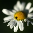 Blume mit Käfer