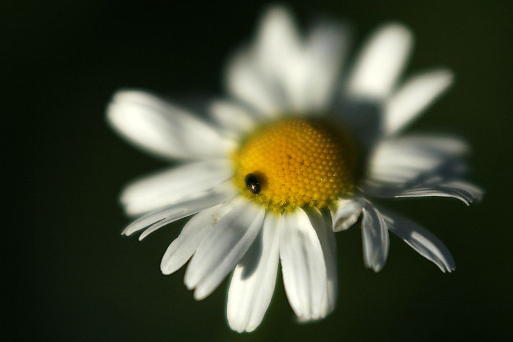 Blume mit Käfer