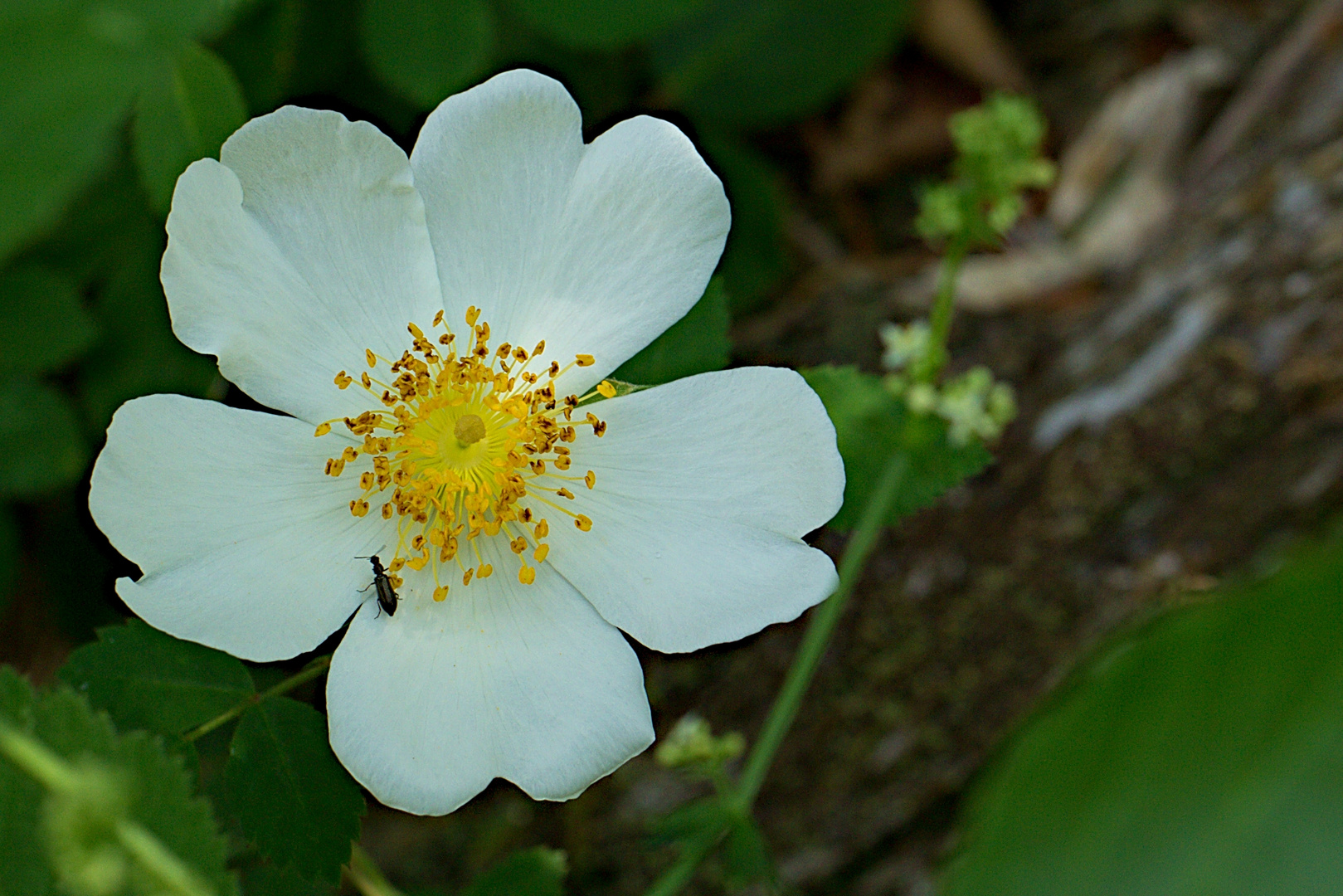 Blume mit Käfer