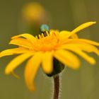 Blume mit Käfer