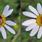 Blume mit Käfer