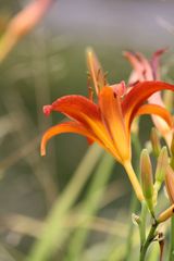 Blume mit kleinem Besucher