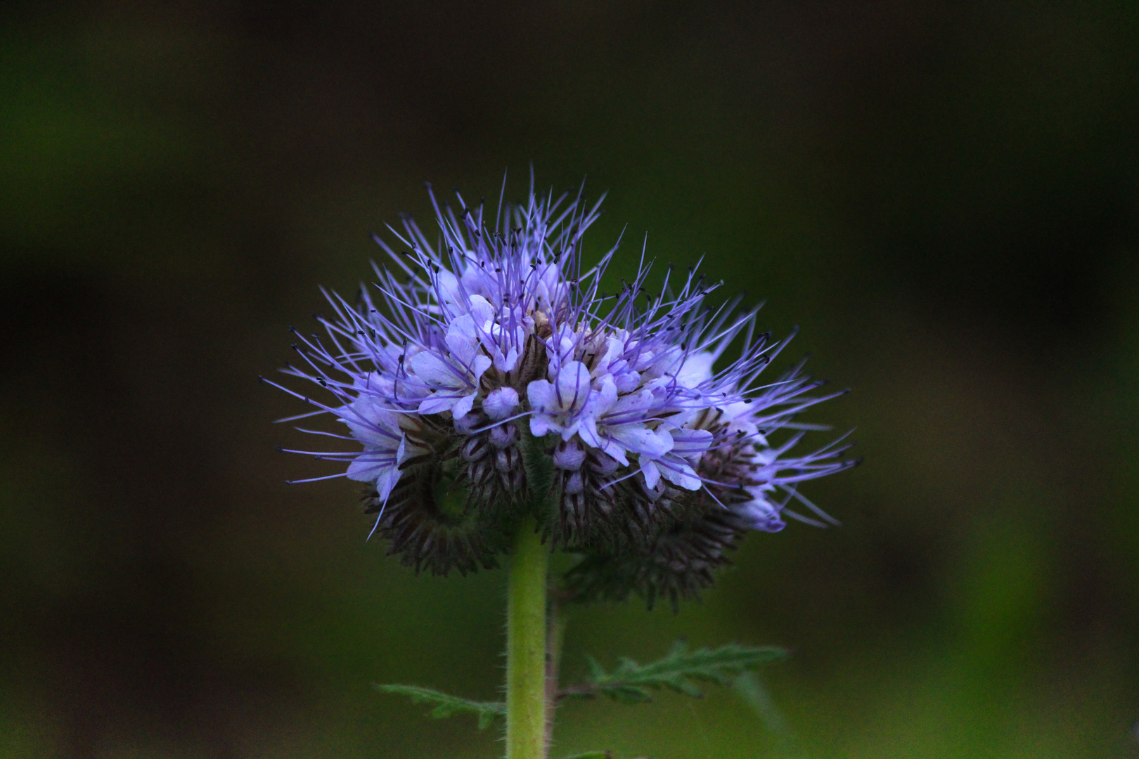 Blume mit langen Blütenstengeln