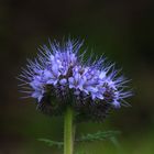 Blume mit langen Blütenstengeln