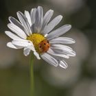 Blume mit Marienkäfer 