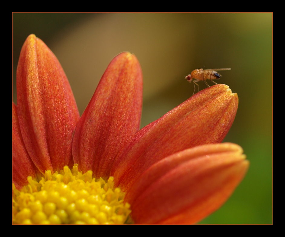 Blume mit Minifliege