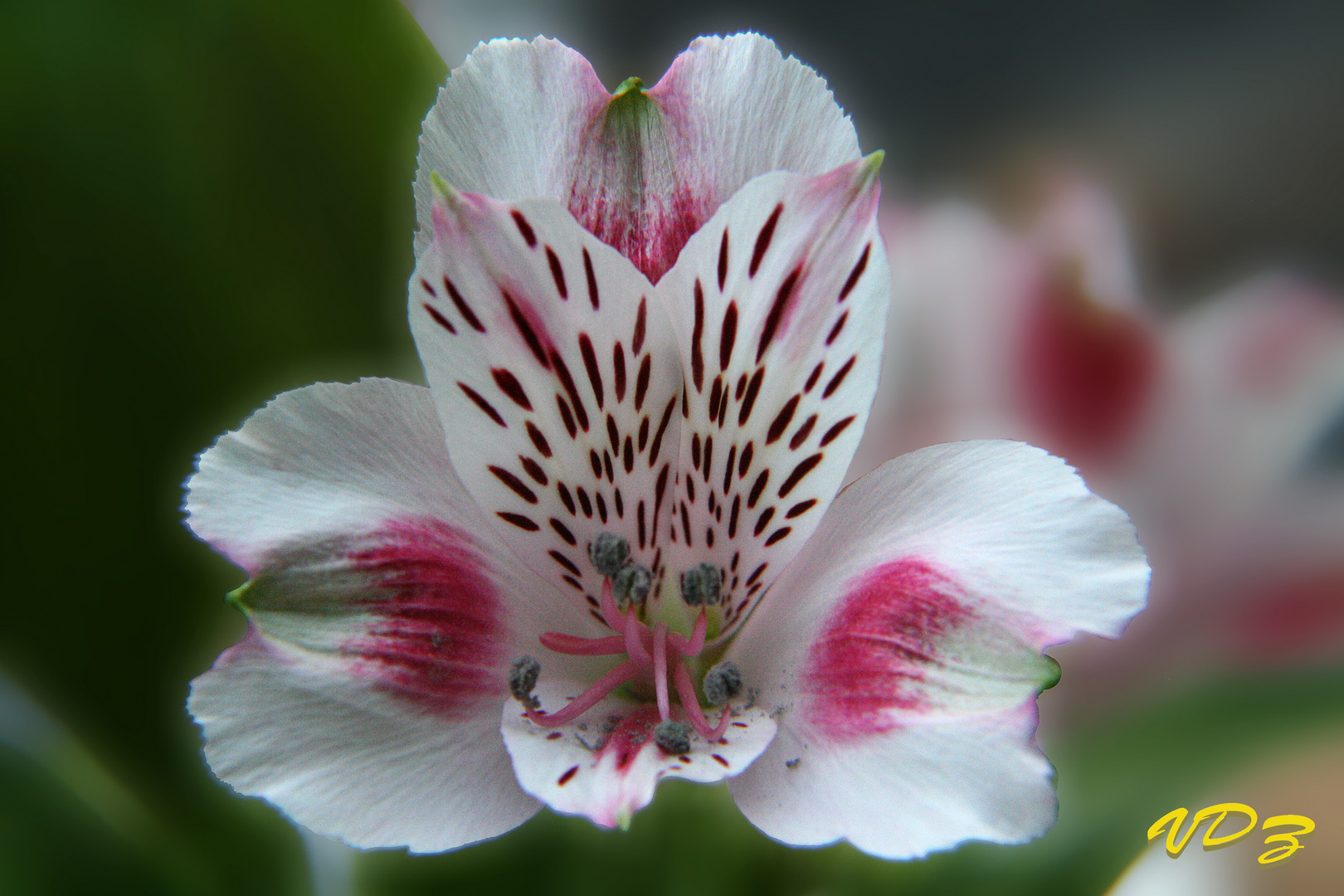 Blume mit Punkten.