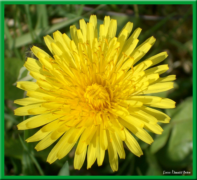 Blume mit Rahmen