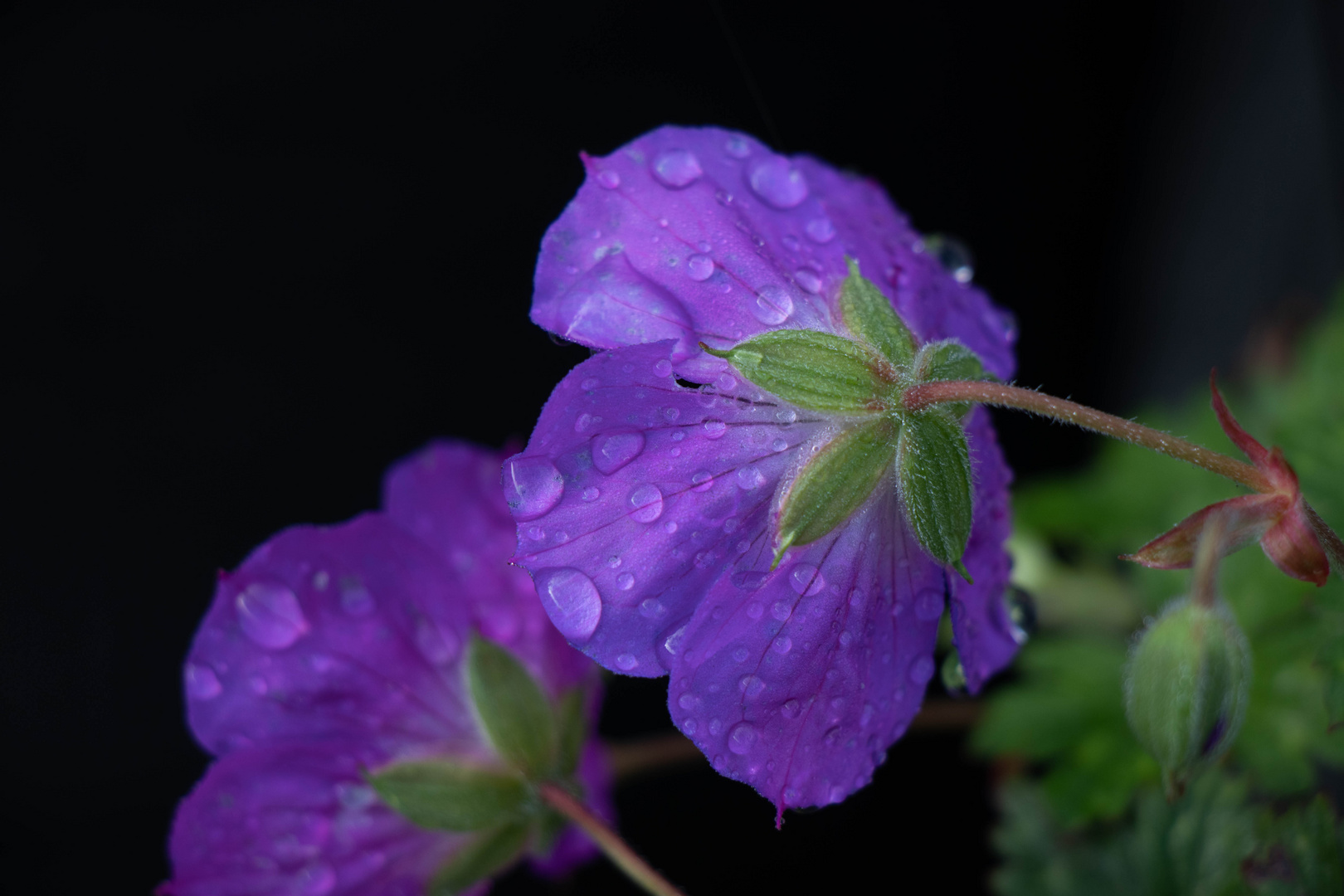 Blume mit Regentropfen