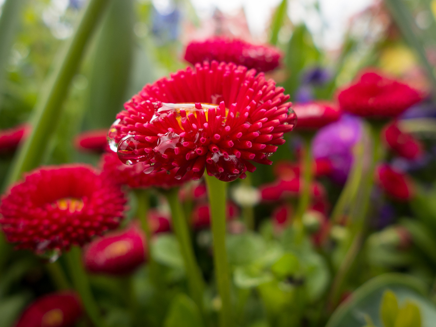 Blume mit Regentropfen