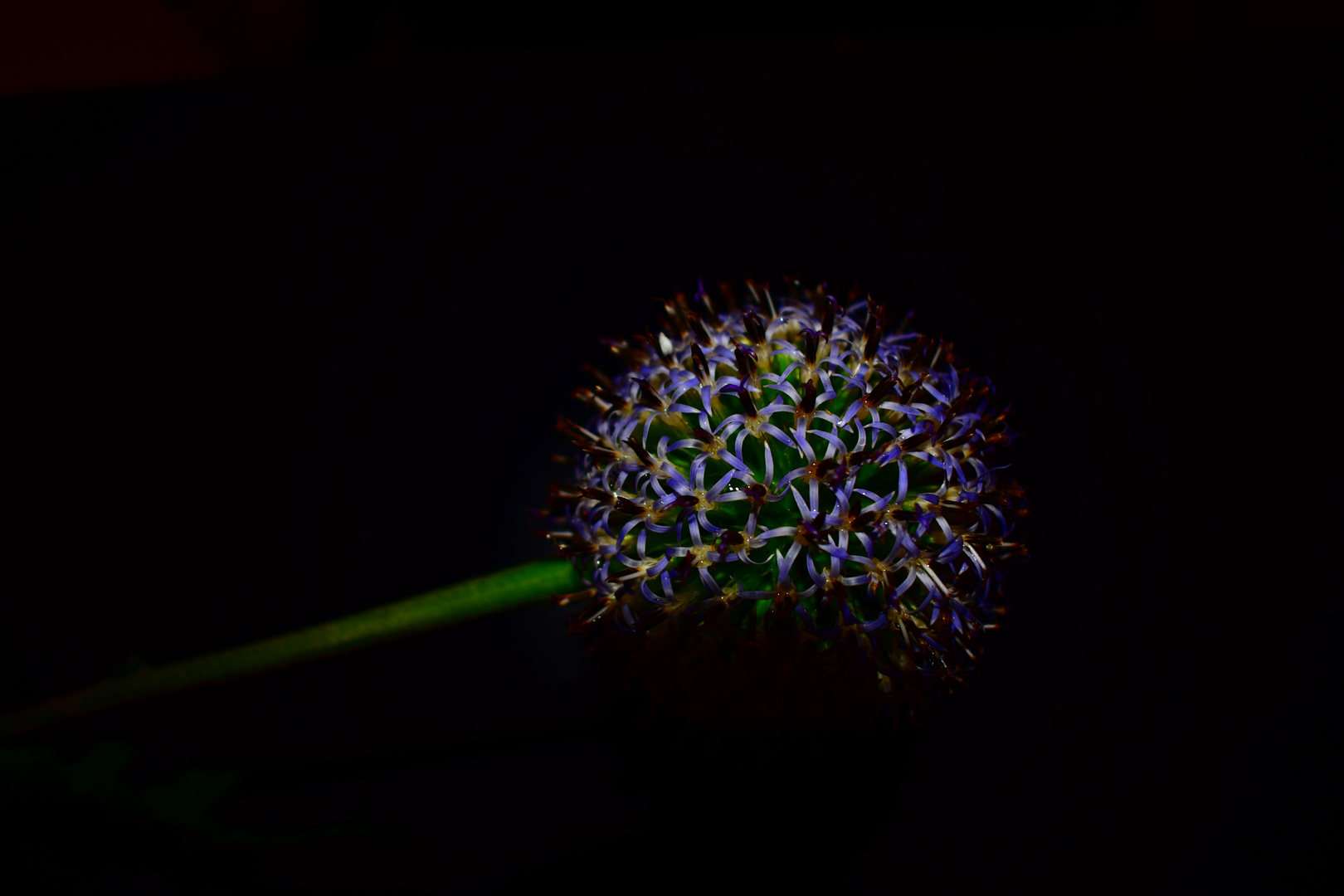 Blume mit Schatten