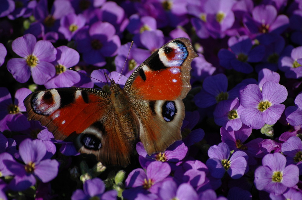 Blume mit Schetterling