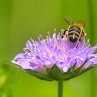 Blume mit Schleckmaul