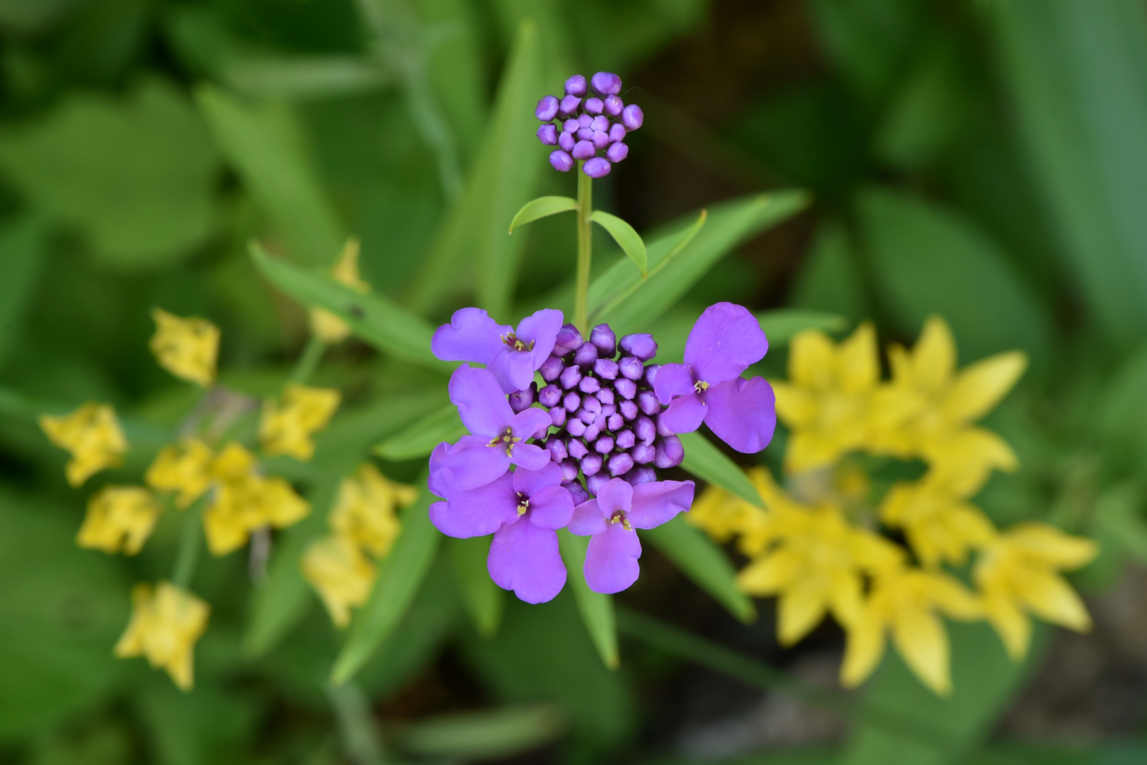 Blume mit Schleifchen